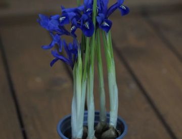 Принимаем заказы на горшечные растения к 8 марта ! 